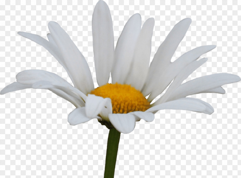 Daisy Flower Clip Art Transparency Family Common PNG