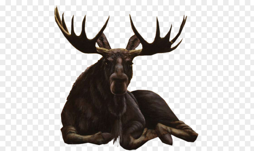 Deer Moose Roe Reindeer Elk PNG