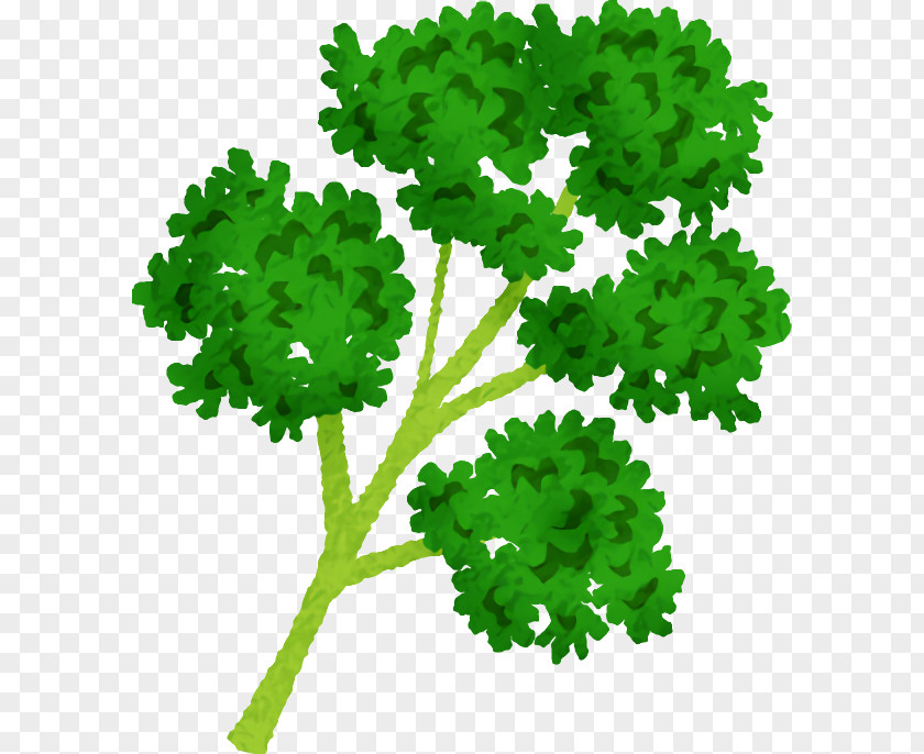Leaf Vegetable Green M-tree Lawn PNG