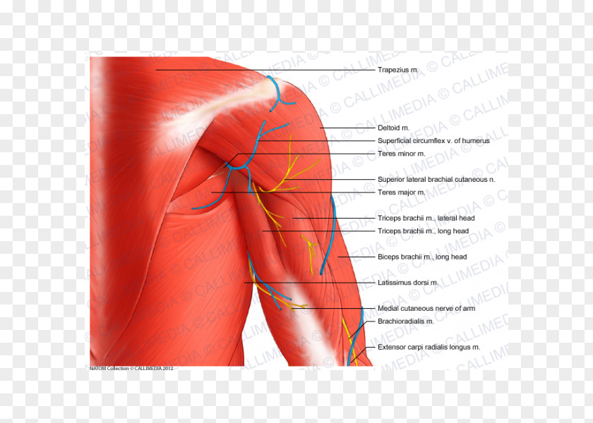 Arm Shoulder Coronal Plane Muscle Anatomy PNG