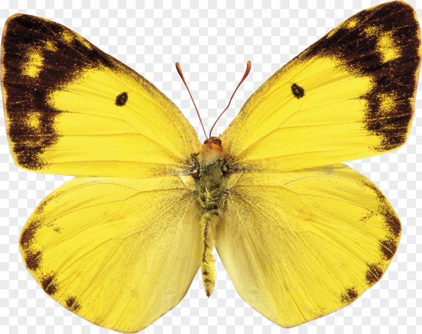 Butterfly Clip Art PNG