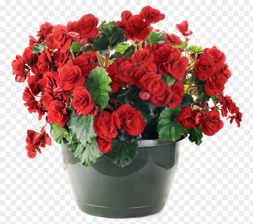 Flower Hanging Basket Stock Photography Flowerpot Garden PNG