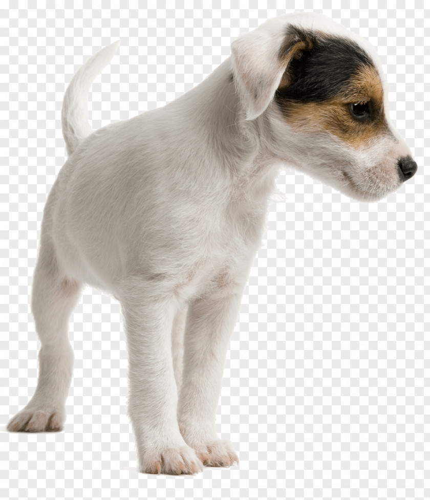 Puppy Jack Russell Terrier Miniature Fox Dog Daycare Pet Sitting PNG