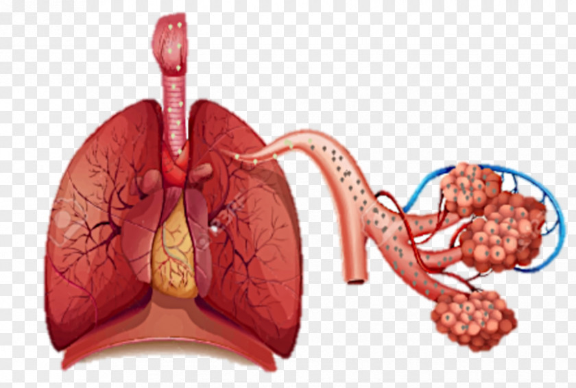 Respiratory Tract System Breathing Respiration Human Body Lung PNG