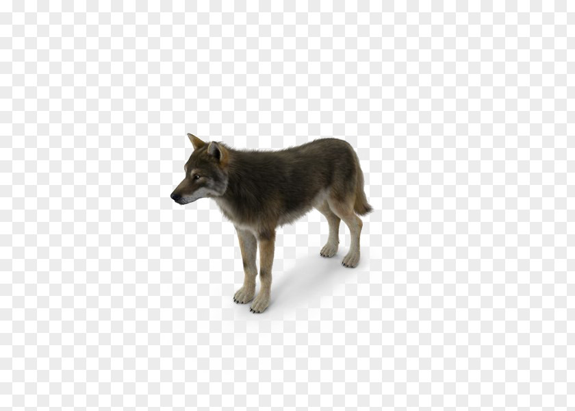 Saarloos Wolfdog Kunming Image Coyote Desktop Wallpaper PNG
