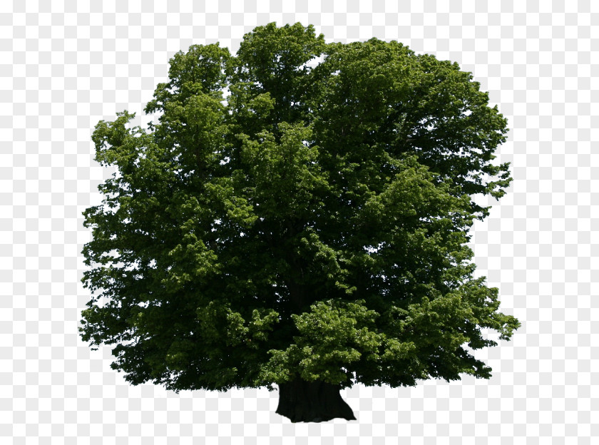 Tree Oak Shrub Arboriculture Lindens PNG