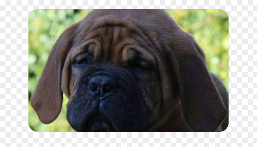 Dogue De Bordeaux Puggle Bullmastiff Fila Brasileiro Boerboel Tosa PNG