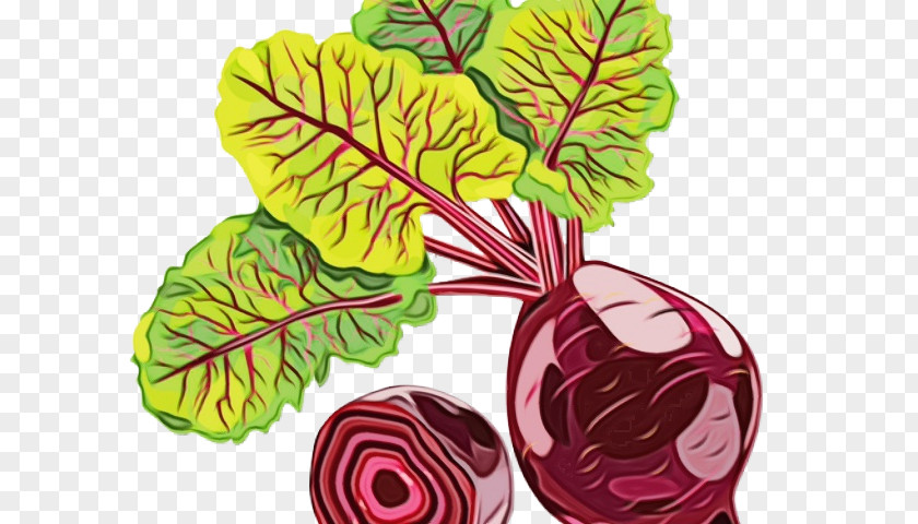 Flower Chard Beetroot Vegetable Cabbage Leaf PNG