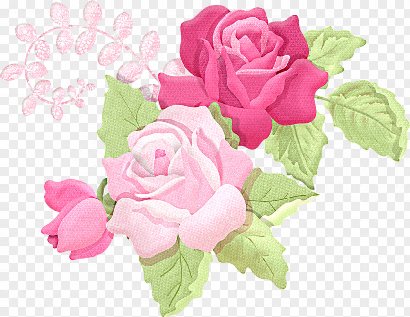 Flower Garden Roses Cabbage Rose Pink Clip Art PNG