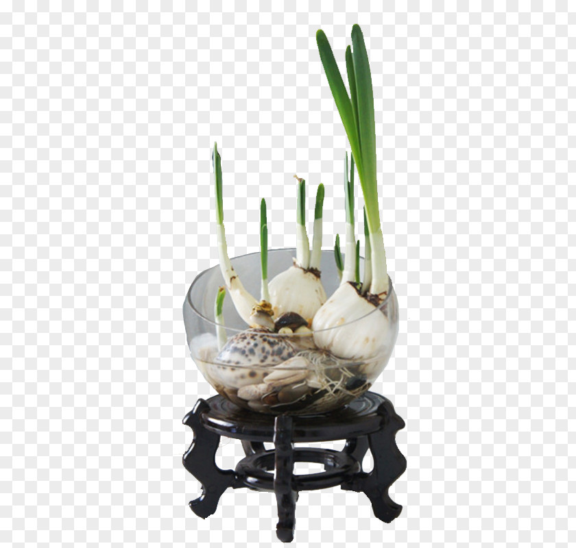Narcissus Plants Tazetta Pseudonarcissus U7403u6839u82b1u5349 Plant Hydroponics PNG