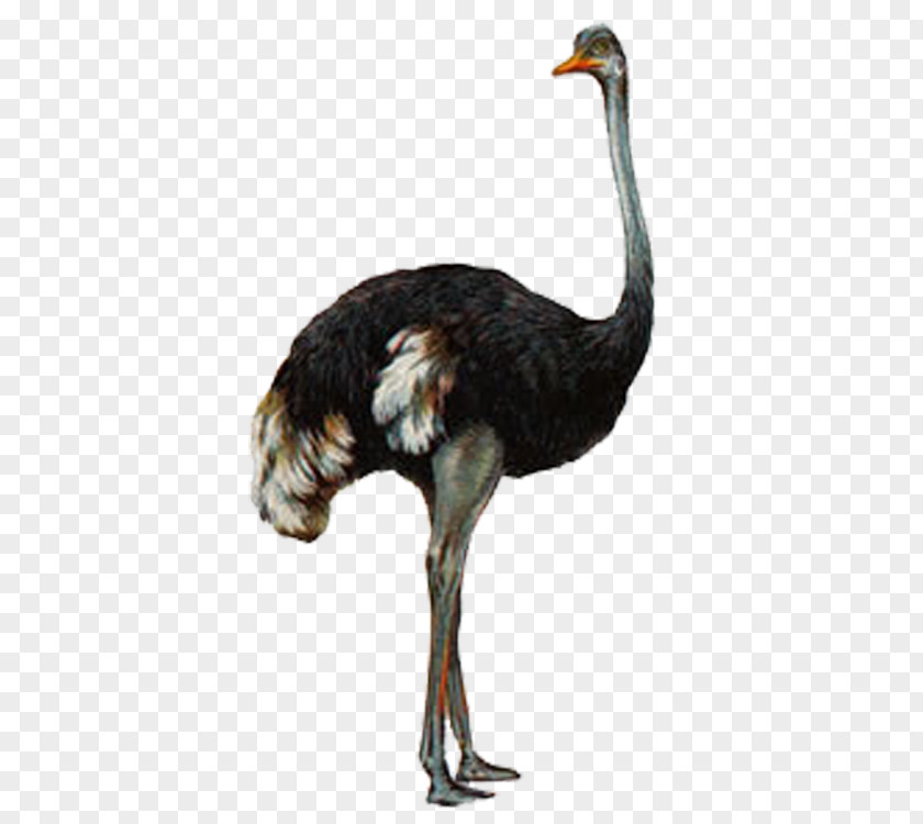 Ostrich Common Bird Animal Gray Wolf PNG