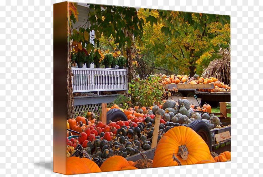 Autumn Harvest Pumpkin Gallery Wrap Gourd Canvas Fruit PNG