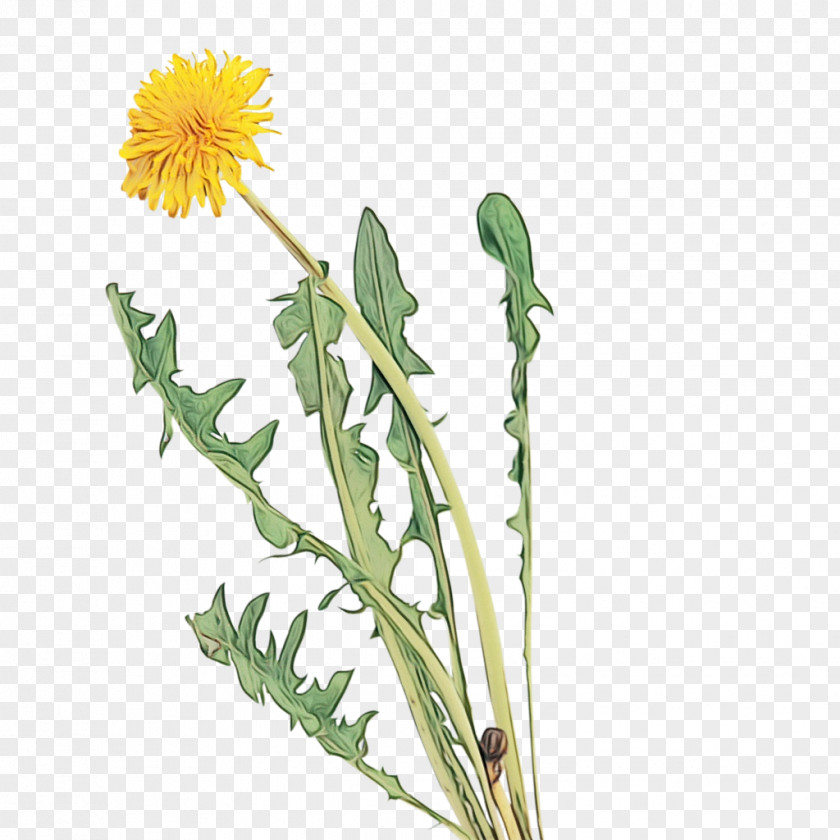 Crepis Paludosa Sow Thistles Flower Flowering Plant Dandelion Native Sowthistle Hawkweed PNG