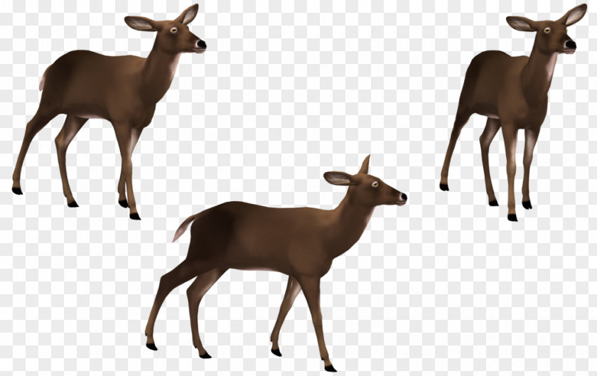 Deer Elk Musk PNG