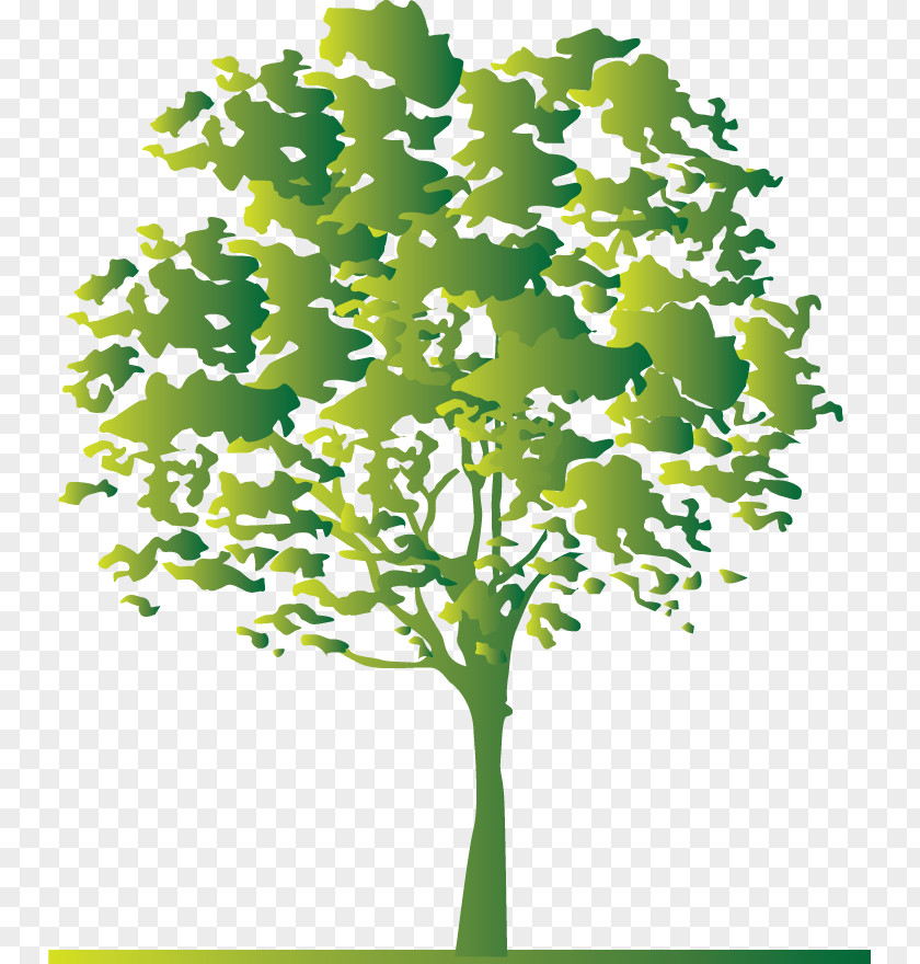 Design Tree Twig White PNG