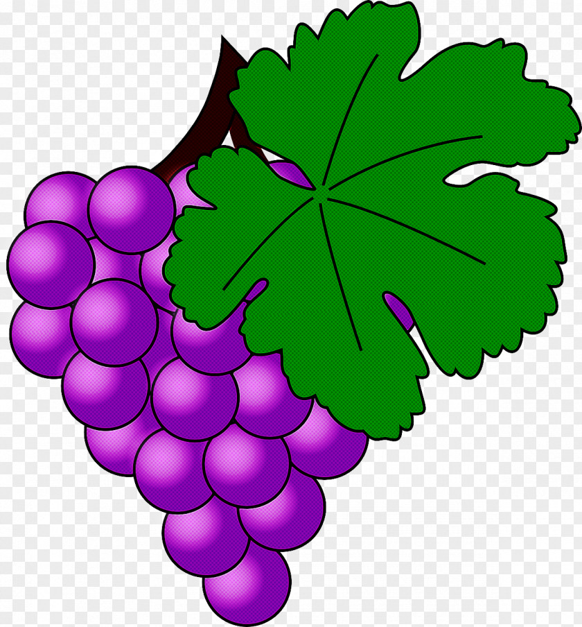 Flower Vitis Grape Leaves Leaf Grapevine Family Seedless Fruit PNG