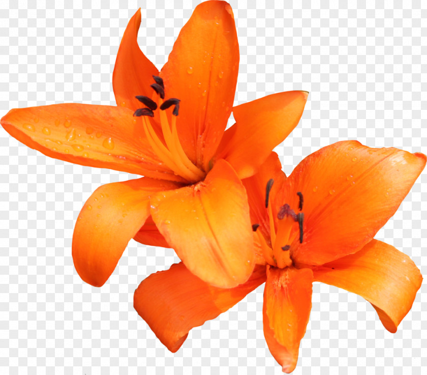 Lily Photo Lilium Bulbiferum Tiger Flower Hemerocallis Fulva Clip Art PNG