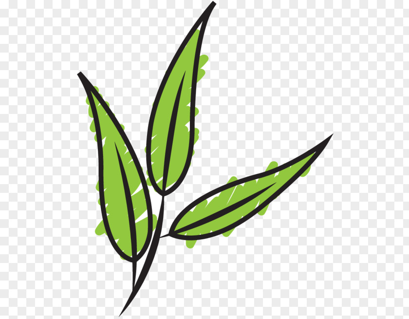 Clip Art Leaf Plant Stem Line Grasses PNG