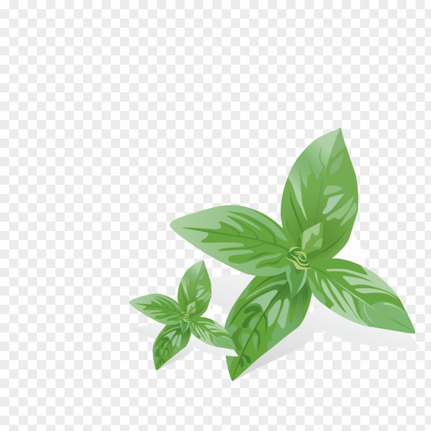Mint Leaves Mentha Spicata Euclidean Vector PNG