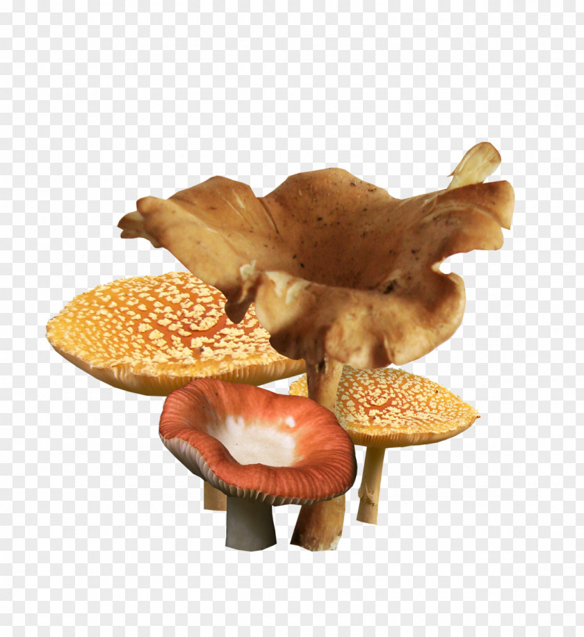 Mushroom Fungus Clip Art PNG