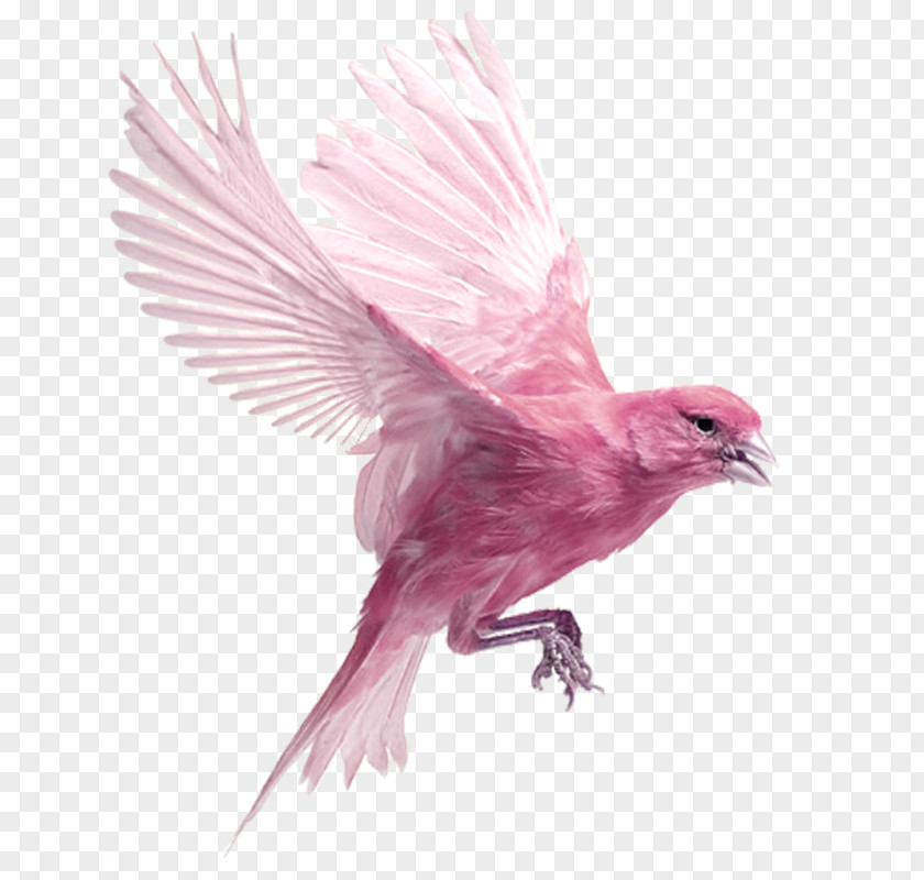 Pink Birds Harz Roller Bird Finch Ocypete Clip Art PNG