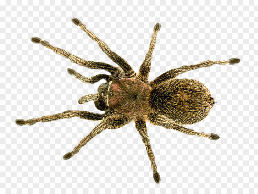 Spider Barn PNG