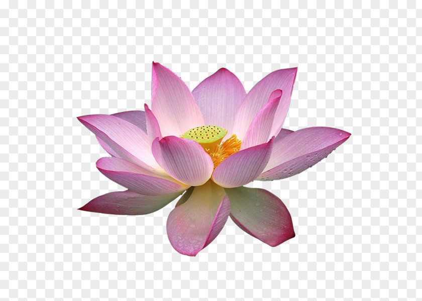 95 Nelumbo Nucifera Lotus Effect Download Clip Art PNG