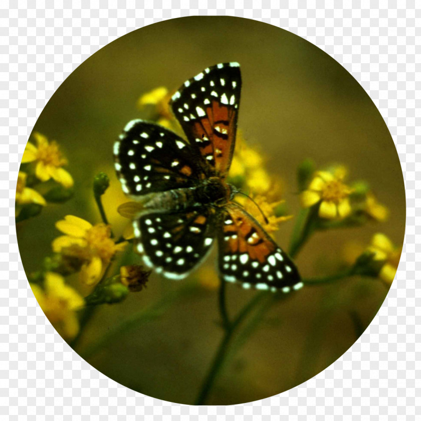 Butterfly Monarch Lange's Metalmark Insect Hari Tani Nasional PNG