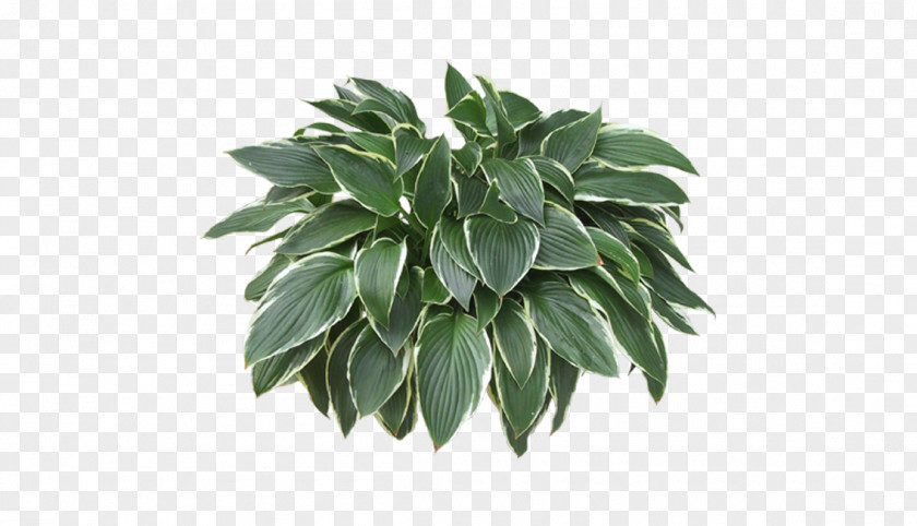 Grass Renderings Material Picture Houseplant PNG