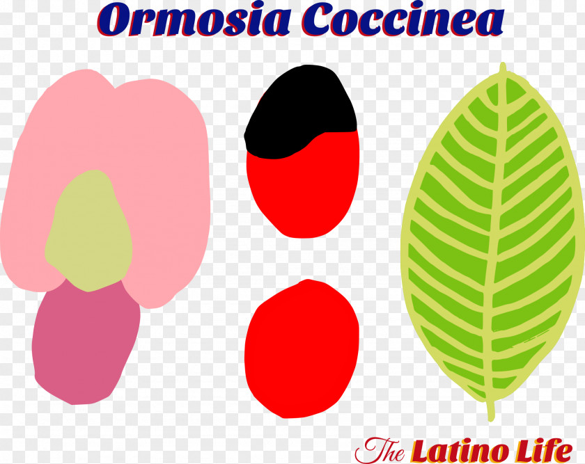 Latino Culture Ormosia Coccinea Seed Abrus Precatorius Clip Art Plants PNG