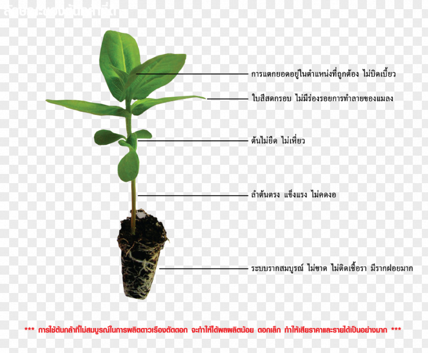 Leaf Plant Stem Flowerpot PNG