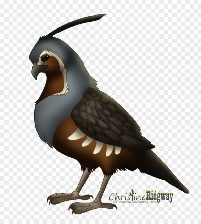 Quail Mountain Bird Drawing Clip Art PNG