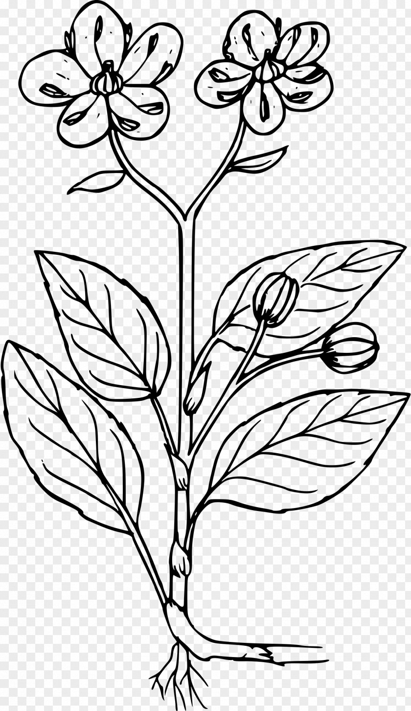The Little Prince Coloring Book Plant Chimaphila Menziesii Line Art PNG