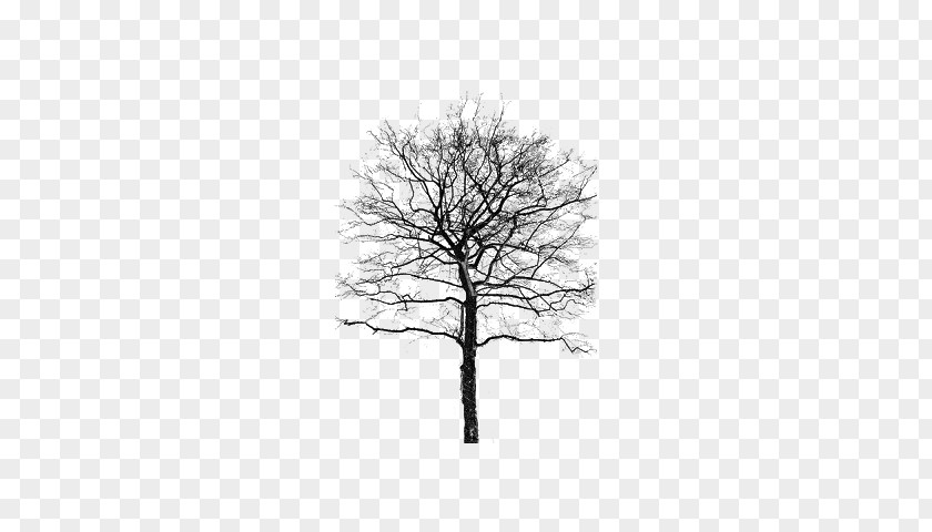 Tree Twig Information Birch PNG