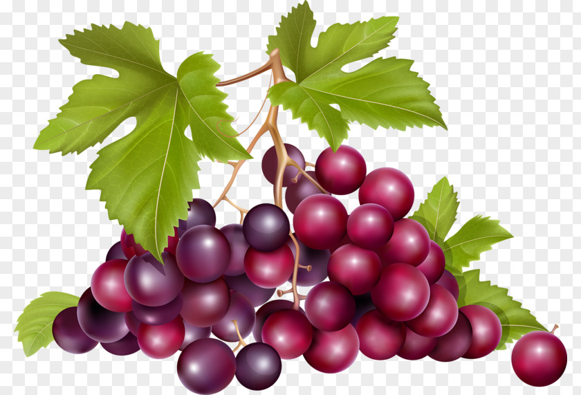 A Bunch Of Grapes Grape Raceme Euclidean Vector Fruit PNG