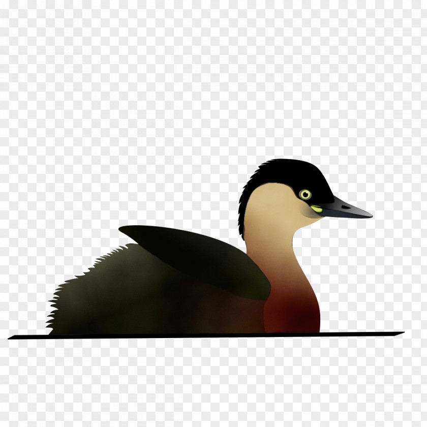 American Black Duck Seaduck Elephant Background PNG