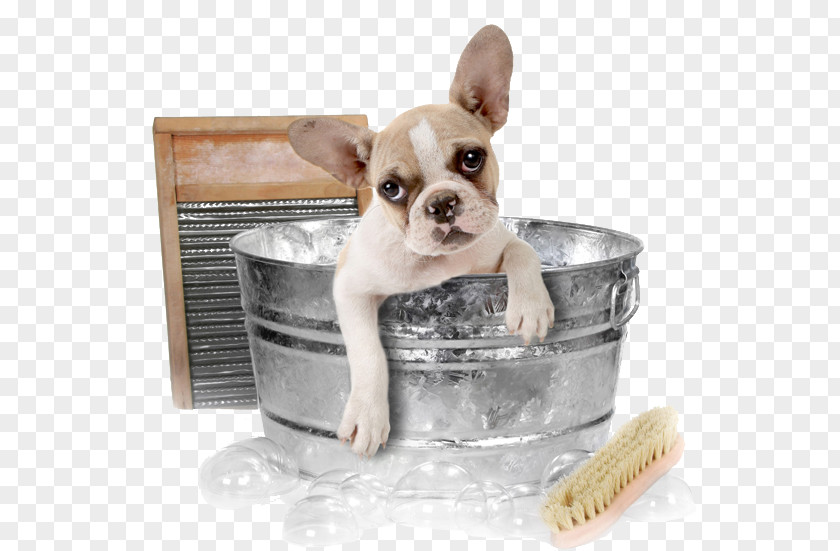 Dog In The Bath Chihuahua Pomeranian Cat Grooming Pet PNG