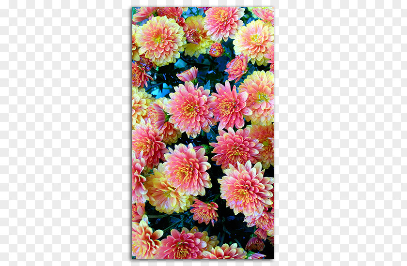 Flower Insignia Desktop Wallpaper High-definition Television Floral Design IPhone PNG