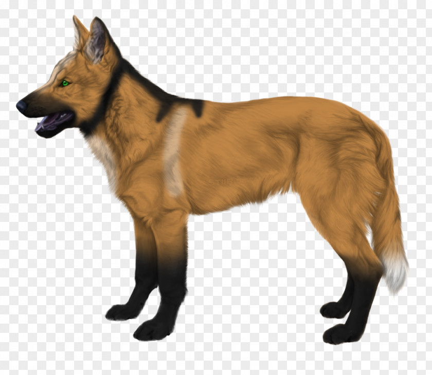 Fox Tervuren German Shepherd Belgian Kunming Wolfdog Malinois Dog PNG