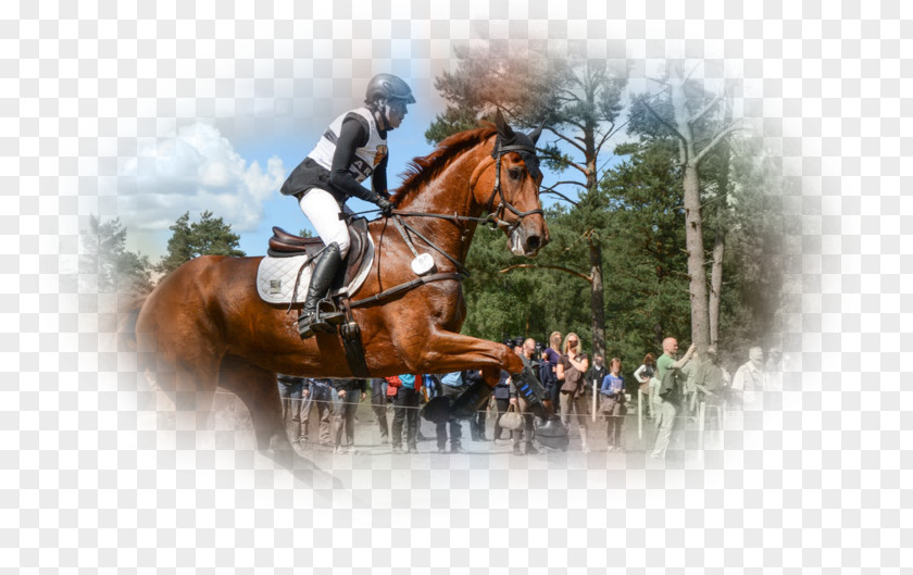 Horse Eventing Stallion Hunt Seat Rein PNG