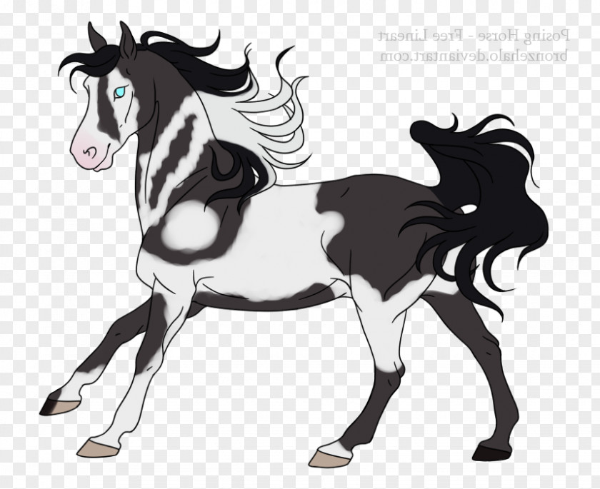 Mustang Mane Foal Stallion Pony PNG