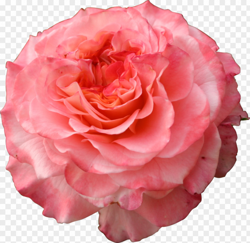 Pink Garden Roses Cabbage Rose Floribunda PNG