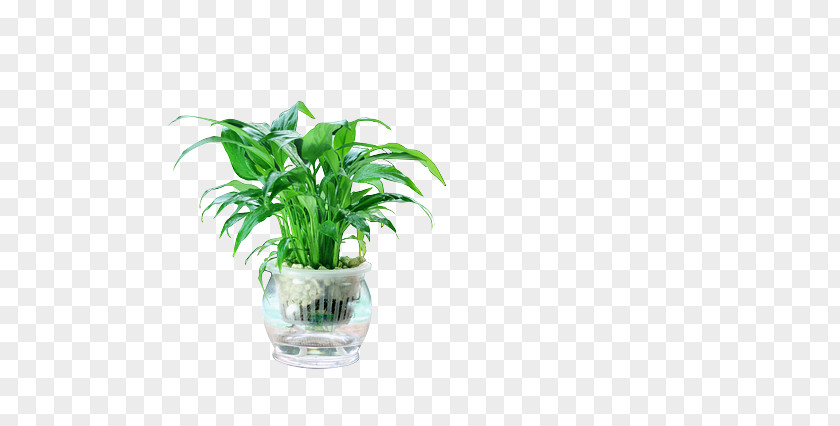 Plant Flowerpot Houseplant Desk Humidifier PNG