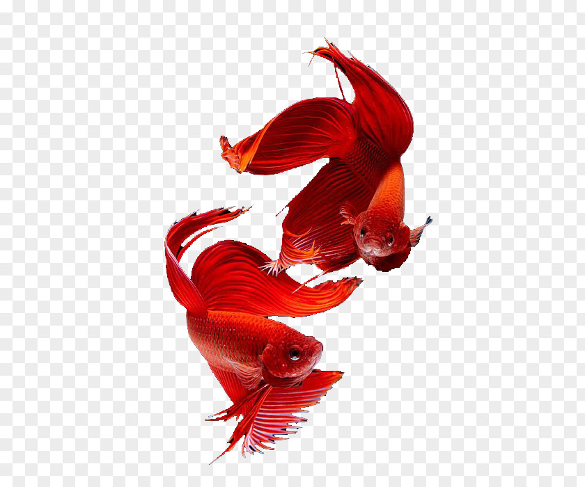 Red Siamese Fish Cat Thailand Fighting Goldfish PNG