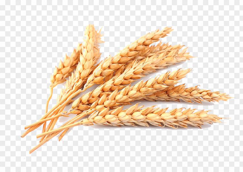 Wheat Straw Cereal PNG