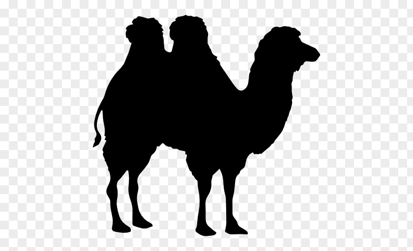Camel Silhouette Bactrian Dromedary Shape PNG