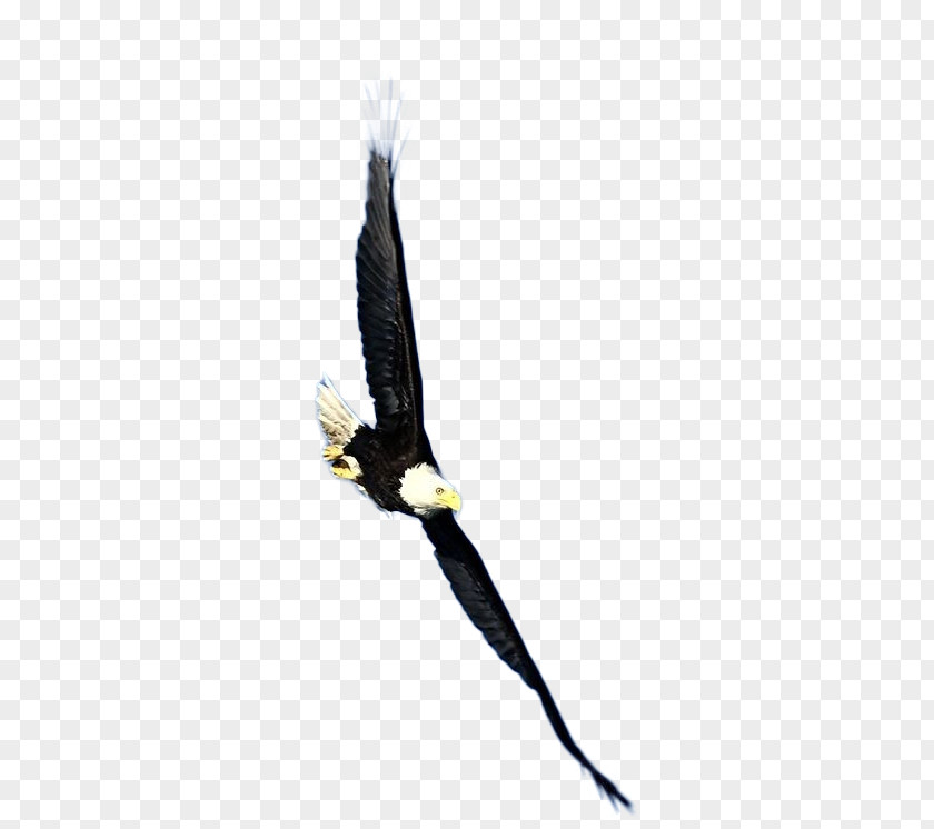 Eagle Bird Bald Hawk PNG