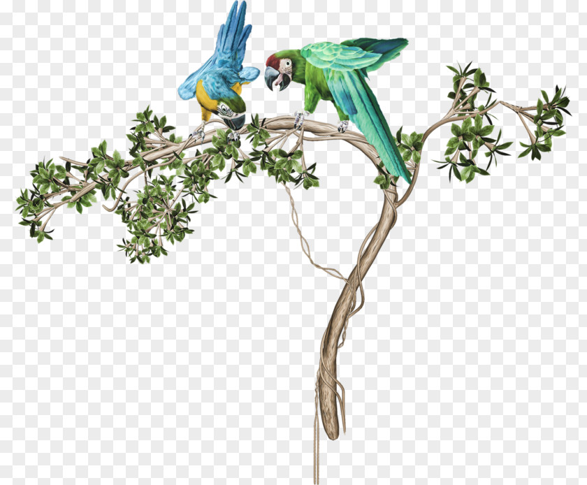 Hummingbird Coraciiformes Flowers Background PNG