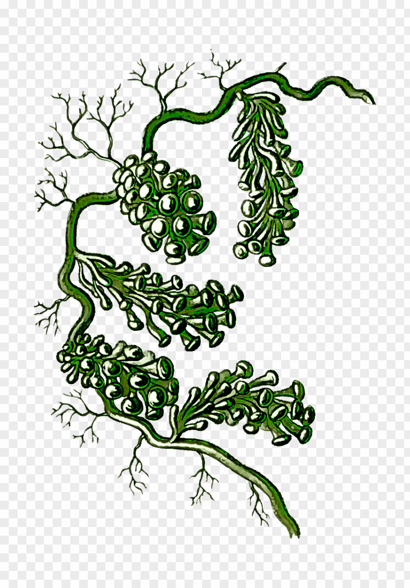 Plant Leaf Vegetable Vascular Branch PNG
