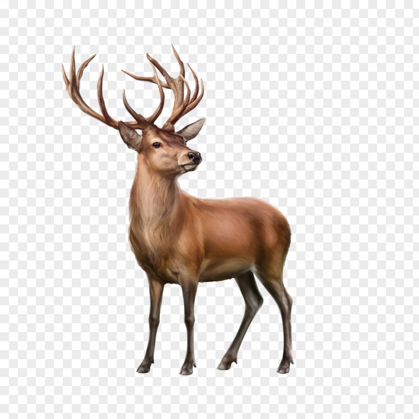 Reindeer Moose Clip Art PNG